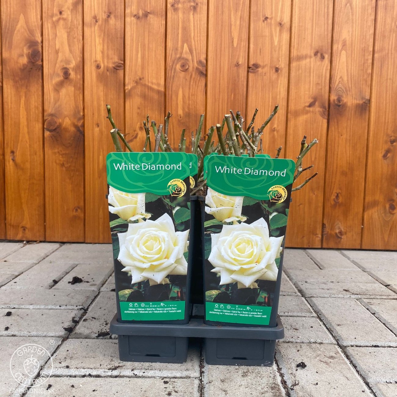 Obrázok Ruža veľkokvetá (Rosea) ´WHITE DIAMOND´ - výška 10-20 cm, P11